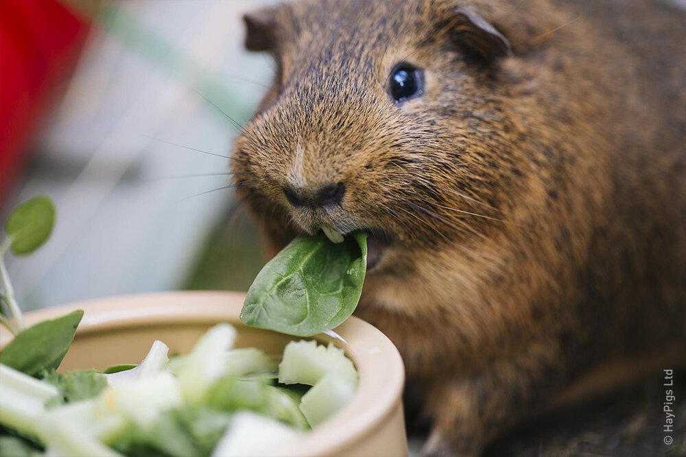 Should I insure my guinea pigs? HAYPIGS