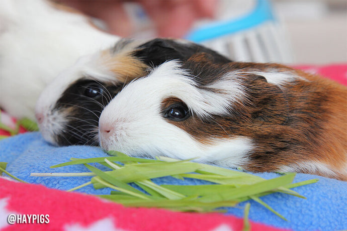 I want to get guinea pigs, should I buy them or adopt from a rescue?