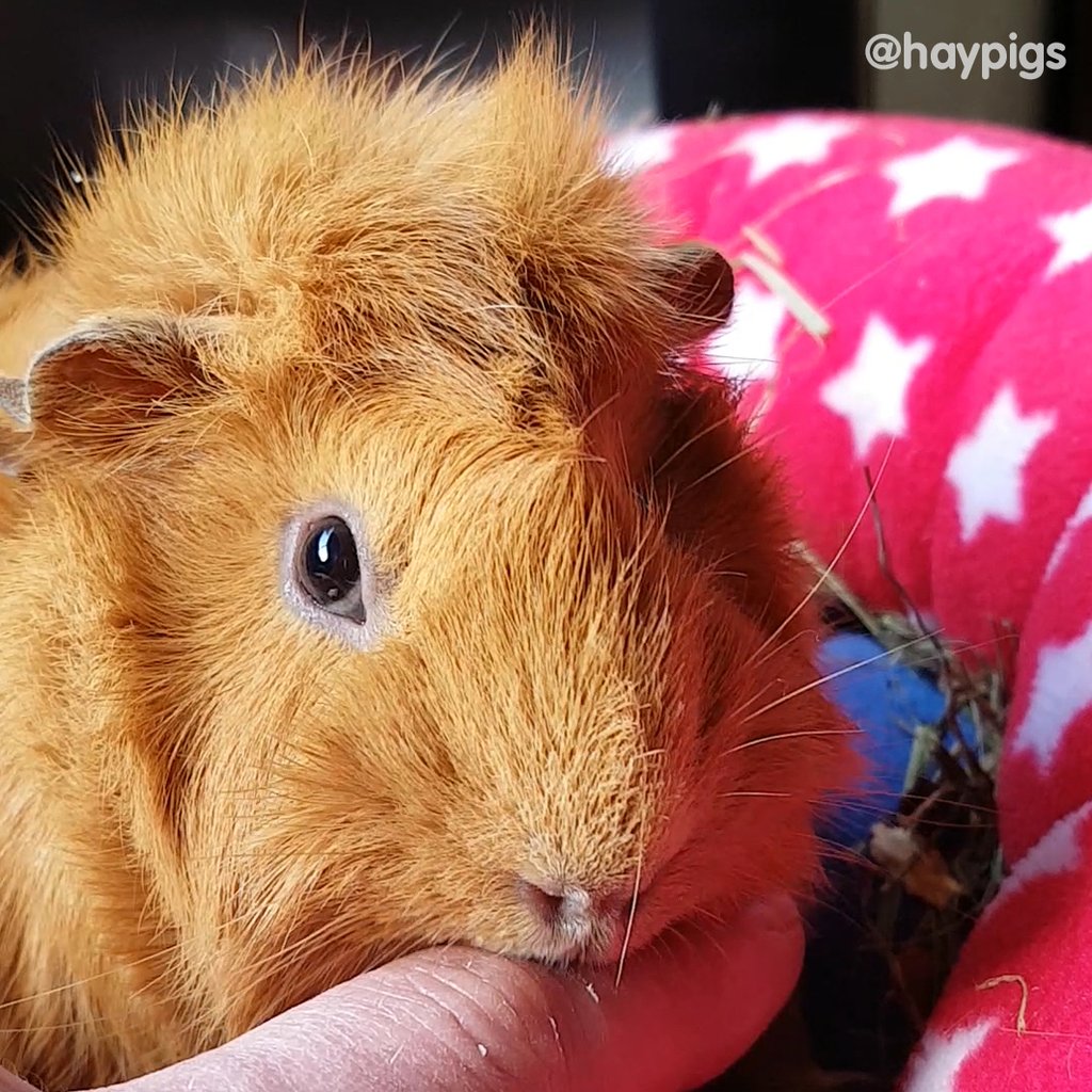 Why do guinea pigs lick? HAYPIGS