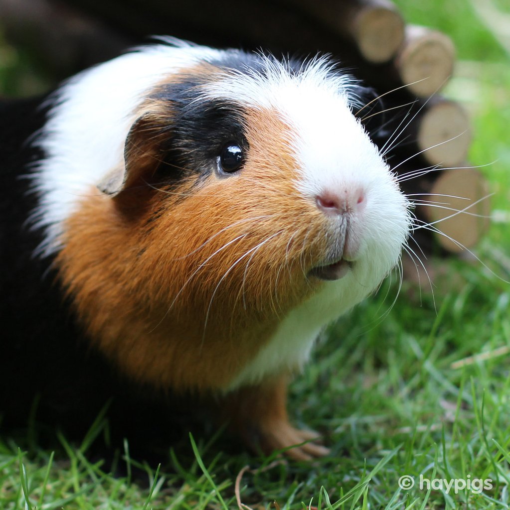 Guinea pig best sale wild habitat