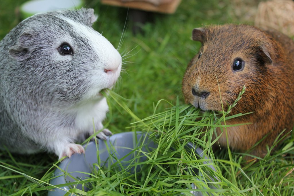 Guinea clearance pigs eating