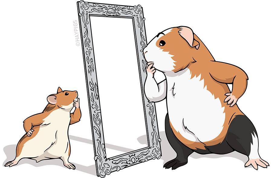 Should I Get Hamster or Guinea Pig?  Guinea Pig vs Hamster – GuineaDad