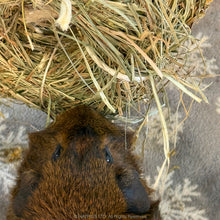 Load image into Gallery viewer, Rosewood Naturals Winter Flower 'n Hay Wreath Hanging Treat