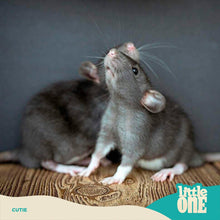Load image into Gallery viewer, Little One Feed for Rats 900g