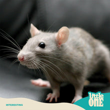 Load image into Gallery viewer, Little One Feed for Rats 900g