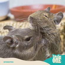 Load image into Gallery viewer, Little One Feed for Degus 400g