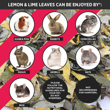 Load image into Gallery viewer, HayPigs!® Lemon & Lime Leaves™ (120g) in Large Collectors Jar