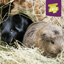 Load image into Gallery viewer, Burgess Excel Adult Guinea Pig with Blackcurrant & Oregano 1.5kg