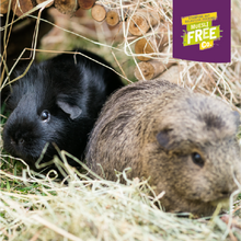 Load image into Gallery viewer, Burgess Excel Adult Guinea Pig with Blackcurrant & Oregano 1.5kg