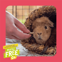 Load image into Gallery viewer, Burgess Excel Winter Berry Bakes with Cranberry & Apple 60g