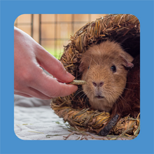 Load image into Gallery viewer, Burgess Excel Forage & Feast Bar with Cornflower 60g