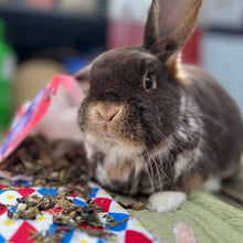 Load image into Gallery viewer, HayPigs!® Dandelion & Burdock™ (150g) in Eco Refill Bag