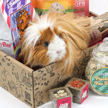 Load image into Gallery viewer, HayPigs!® Treat Box #02