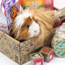 Load image into Gallery viewer, HayPigs!® Treat Box #02