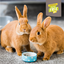 Load image into Gallery viewer, Burgess Excel Indoor Rabbit Nuggets 1.5kg