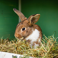 Load image into Gallery viewer, The Little Hay Co. Silky Soft Hay 5kg or 10kg