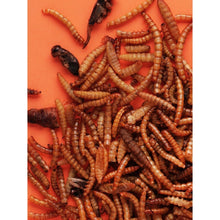 Load image into Gallery viewer, Little One Insect Mix Snack (for Omnivores Small Animals) 75g