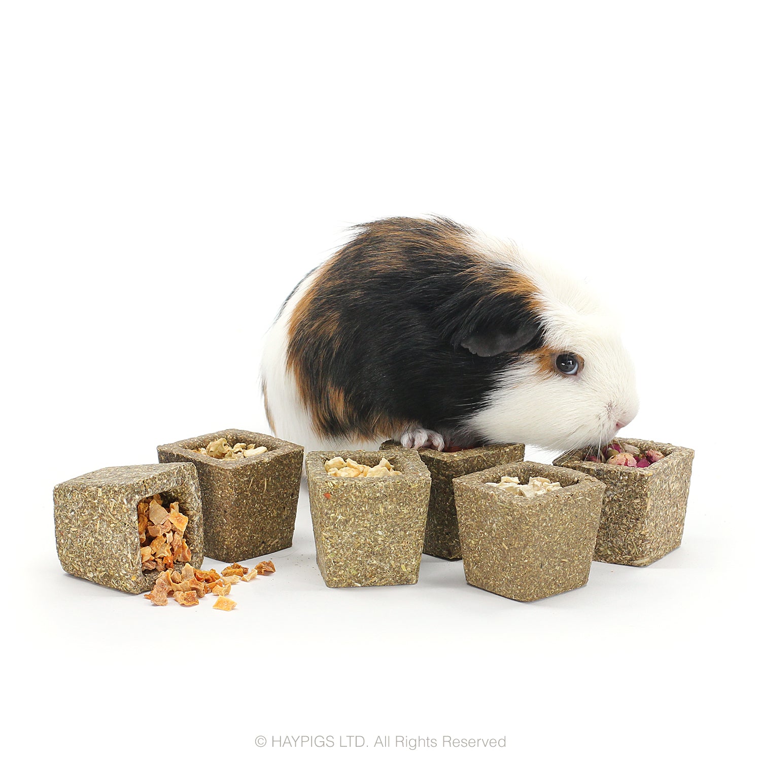 Is zucchini good for guinea cheap pigs