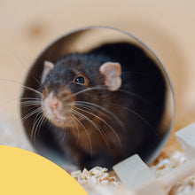 Load image into Gallery viewer, Millamore Cardboard Tunnel (S/M/L)