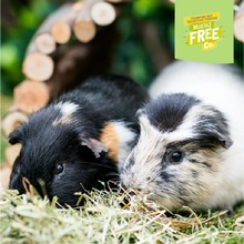 Load image into Gallery viewer, Burgess Excel Adult Guinea Pig Nuggets with Mint