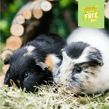 Load image into Gallery viewer, Burgess Excel Adult Guinea Pig Nuggets with Mint