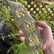 Load image into Gallery viewer, Rosewood Naturals Pea 'n' Forage Pod