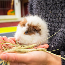 Load image into Gallery viewer, The Little Hay Co. Timothy Hay 5kg or 10kg