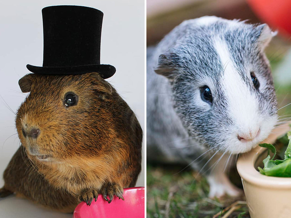Nutmeg, a brown guinea pig wearing a small top hat, beside Neptune, a grey and white guinea pig eating salad