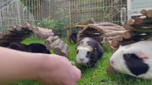 Load and play video in Gallery viewer, HayPigs!® Piggy Nom Noms™ - Carrot &amp; Coriander 70g
