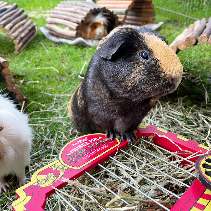 NEW PRODUCT ALERT: HayPigs!® Launch Gravity-Defying Product to Tackle Hay Wastage