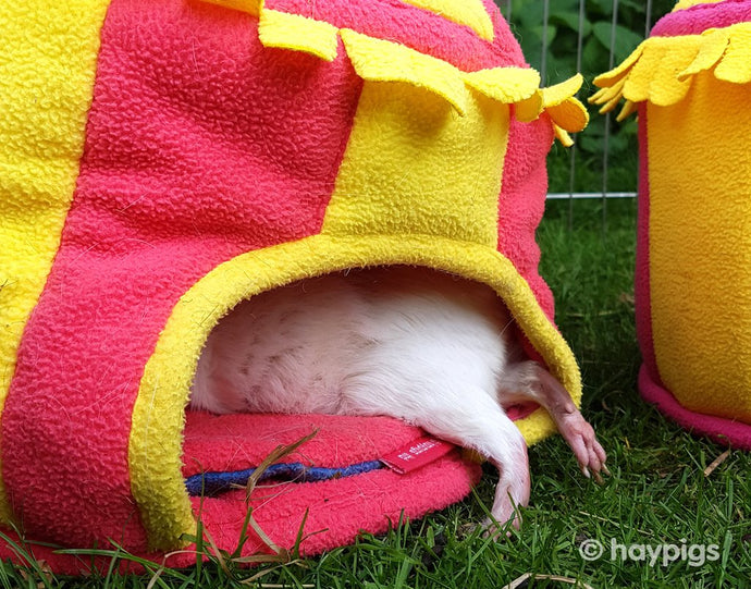 How many toes do guinea pigs have?