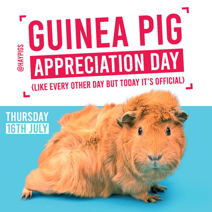 HayPigs!® celebrate Guinea Pig Appreciation Day with one clear message!