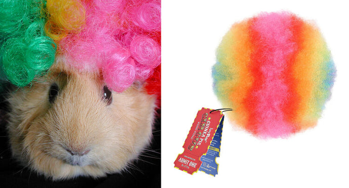 NEW PRODUCT ALERT: HayPigs!® Release Edible Clown Wigs For Guinea Pigs And Other Small Animals!