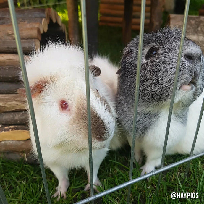 How To Bond Guinea Pigs - Top Tips