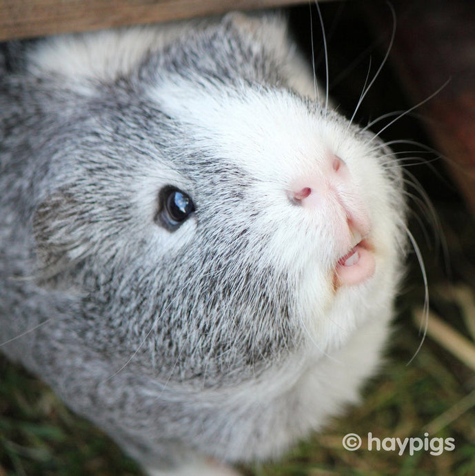 How long do guinea pigs live?