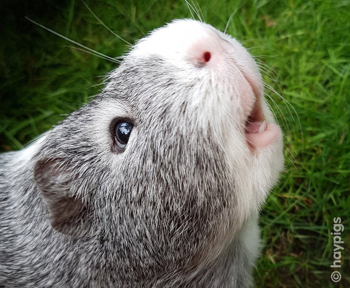 Do guinea pigs smell?
