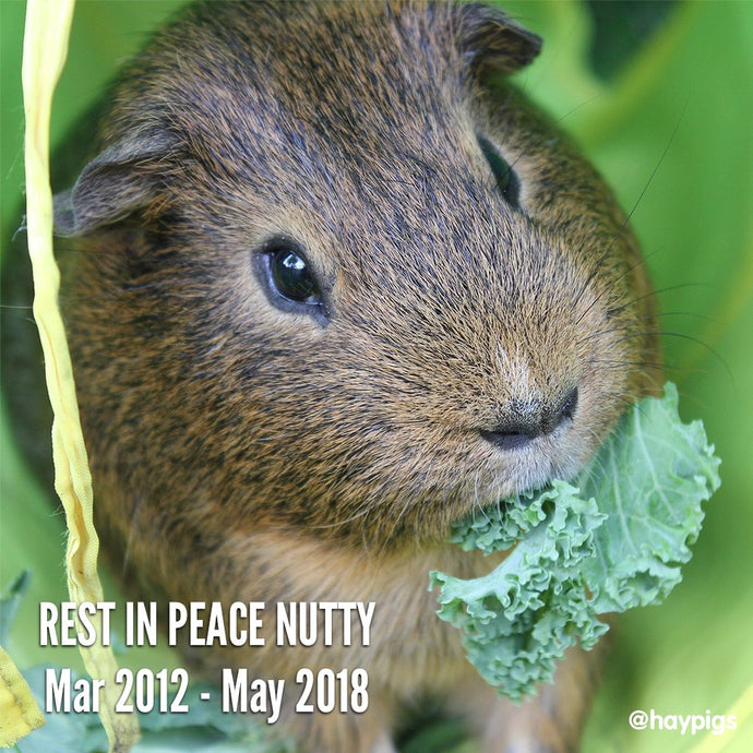 Rest in Peace Nutty, March 2012 - May 2018