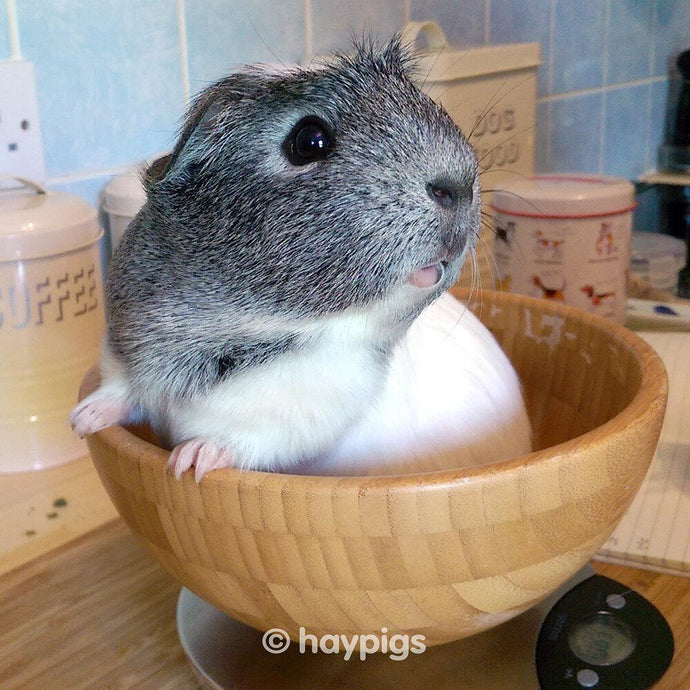 Should I weigh my guinea pigs and how often?