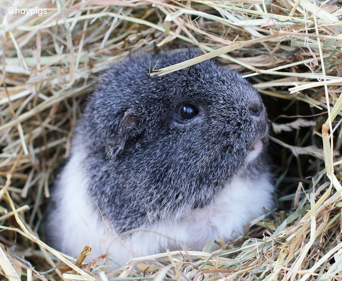 The Importance of Hay in a Guinea Pig's Diet
