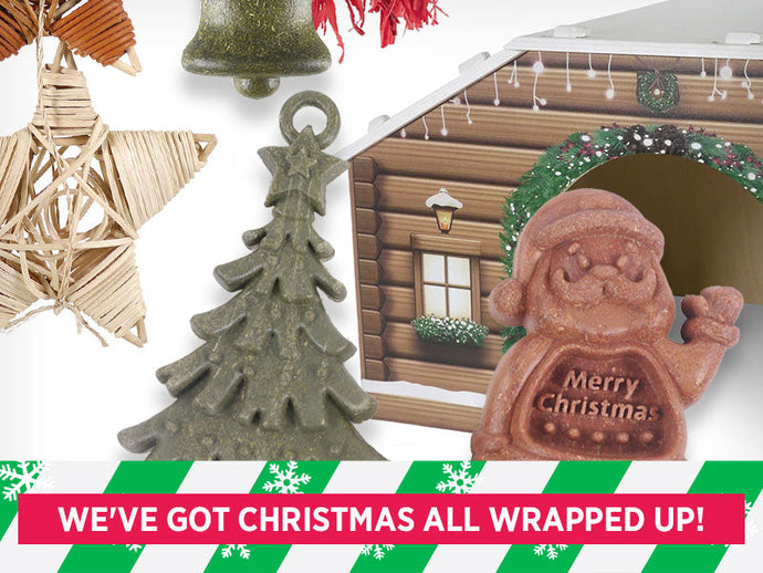 20 Best Christmas Gifts for Guinea Pigs in 2025