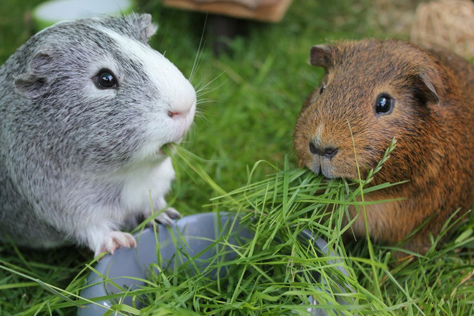 Grass Time for Guinea Pigs - Some Top Tips!