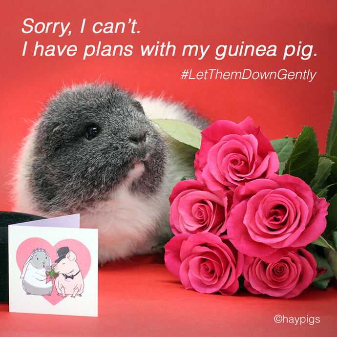 How can I tell if my guinea pig loves me?!