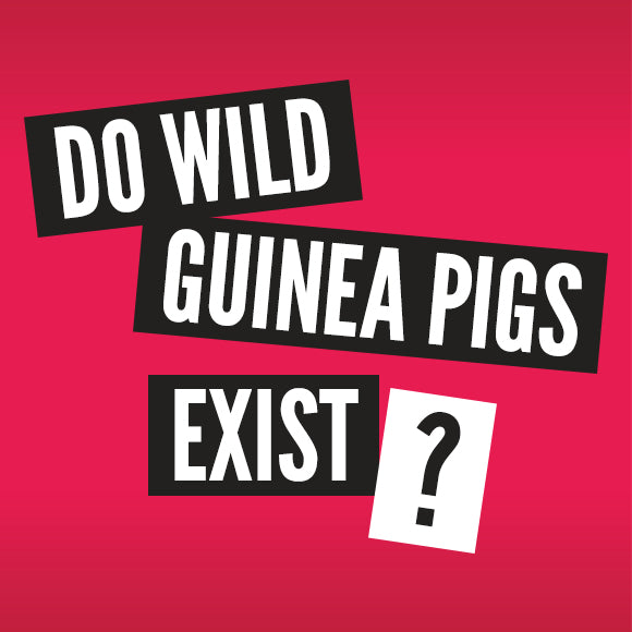 Do wild guinea pigs exist?