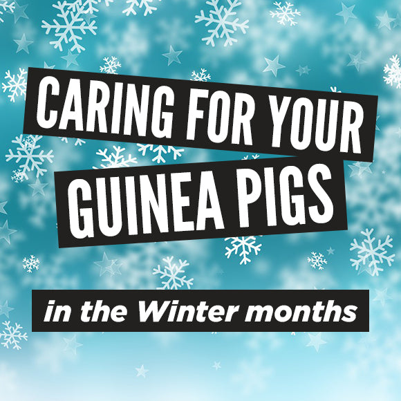 Caring for your guinea pigs in the Winter months