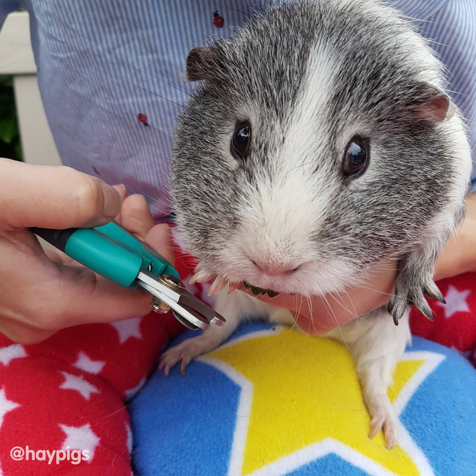 How do you cut guinea pigs nails?