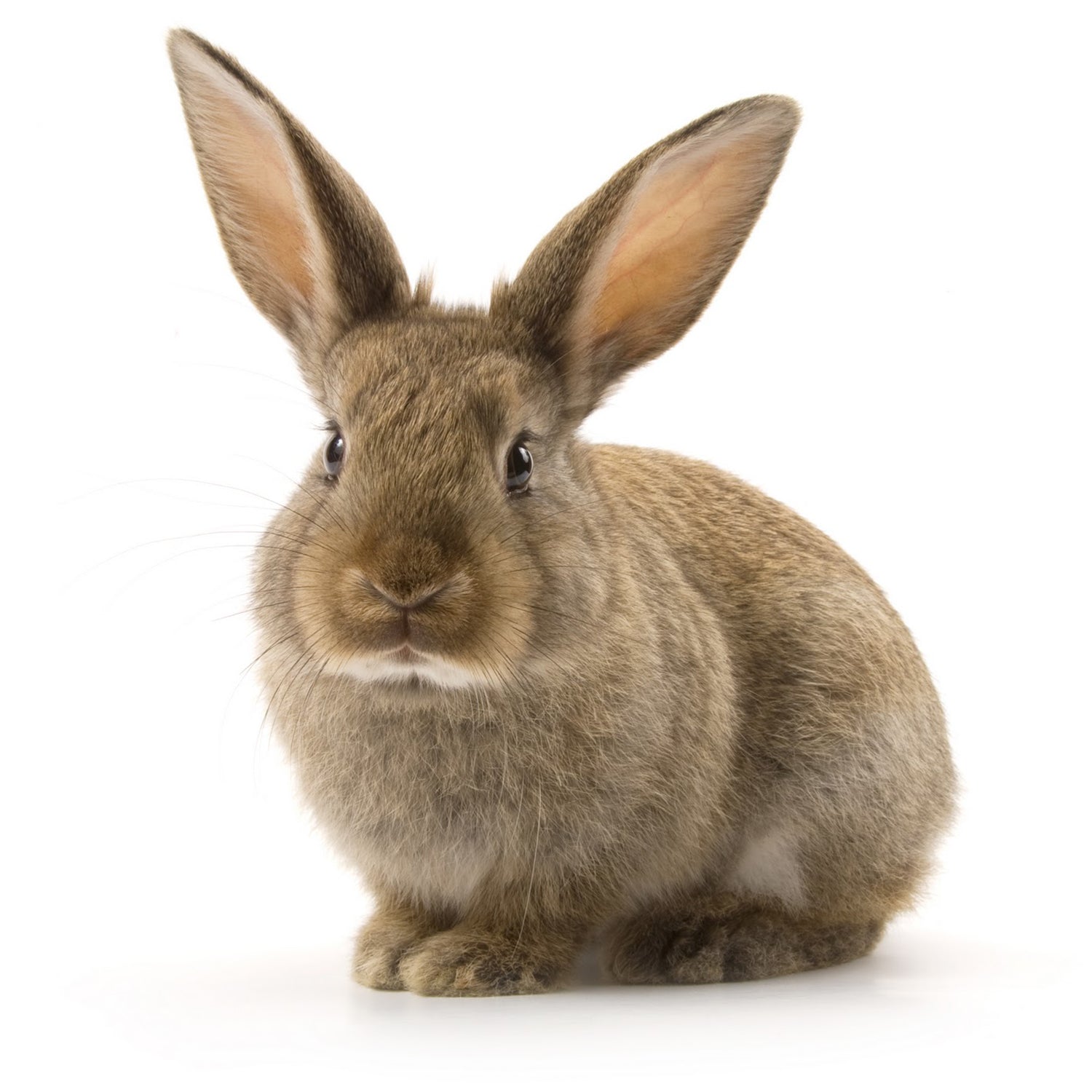 Rabbits – Page 6 – HAYPIGS