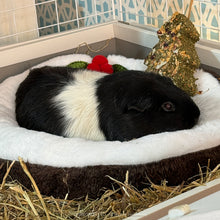Load image into Gallery viewer, Rosewood Cupid &amp; Comet Pudding Snuggle Bed
