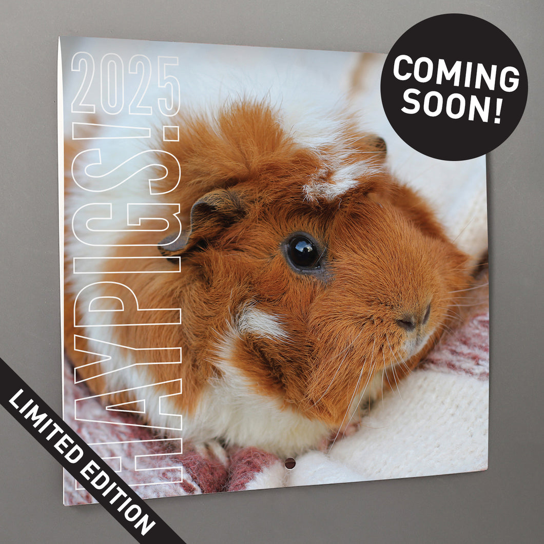 HayPigs!® Official 2025 Guinea Pig Calendar