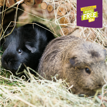 Load image into Gallery viewer, Burgess Excel Adult Guinea Pig with Blackcurrant &amp; Oregano 1.5kg
