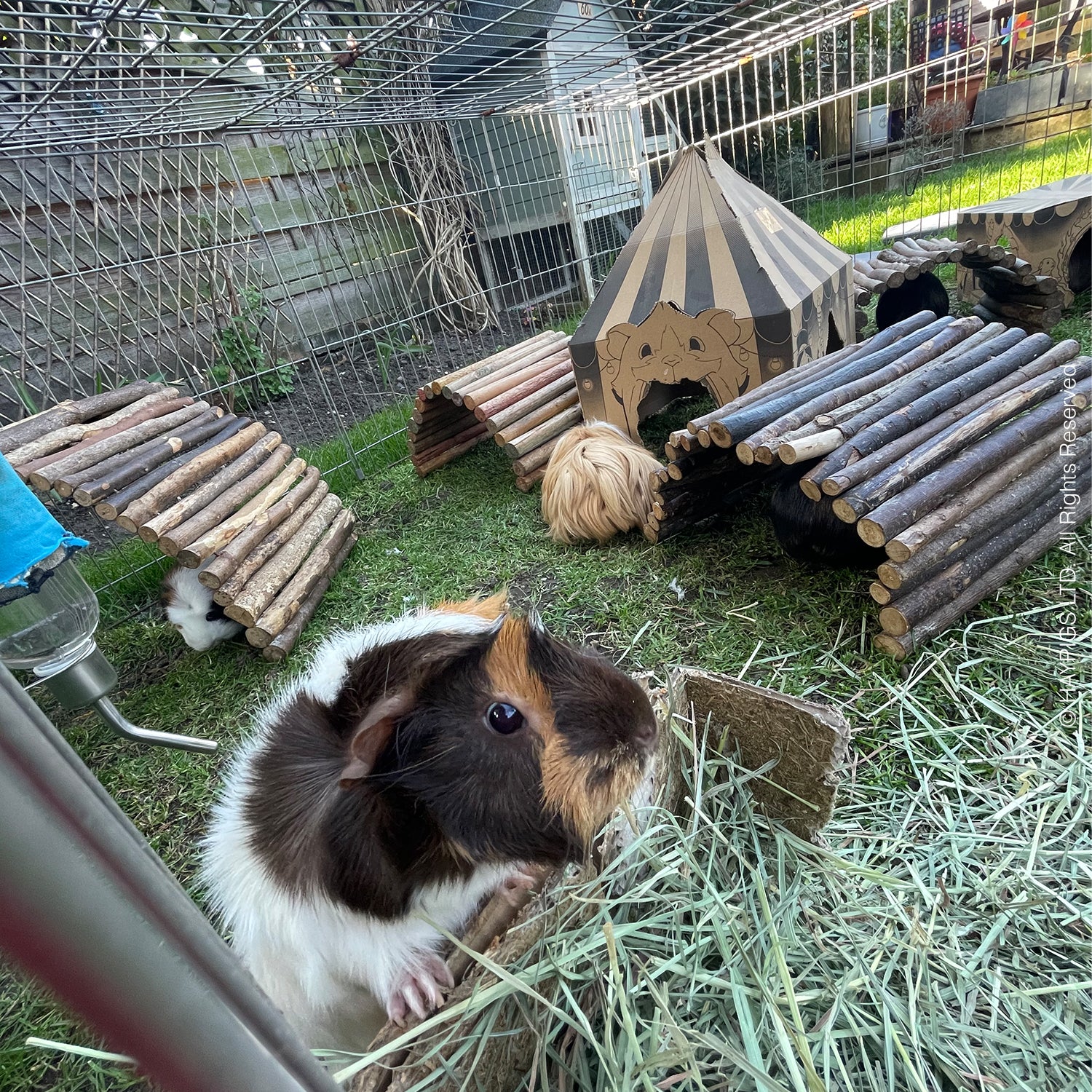 Guinea pig floor best sale